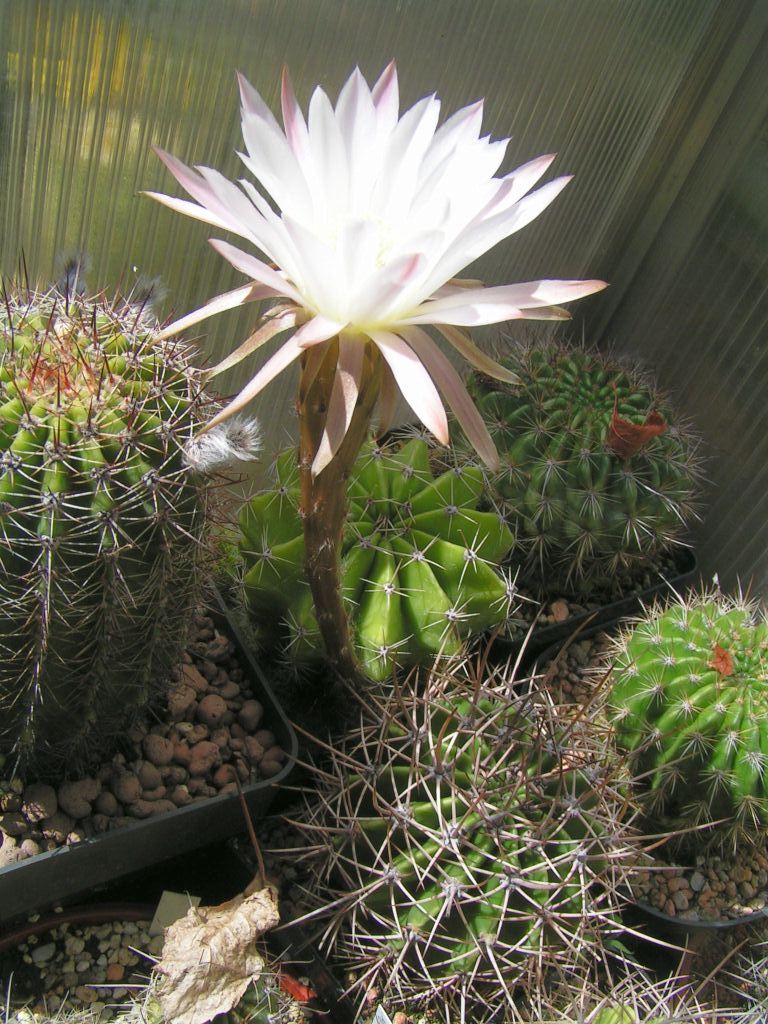 Echinopsis melamopotamica